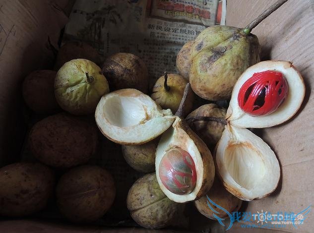 豆蔻的功效与作用及禁忌