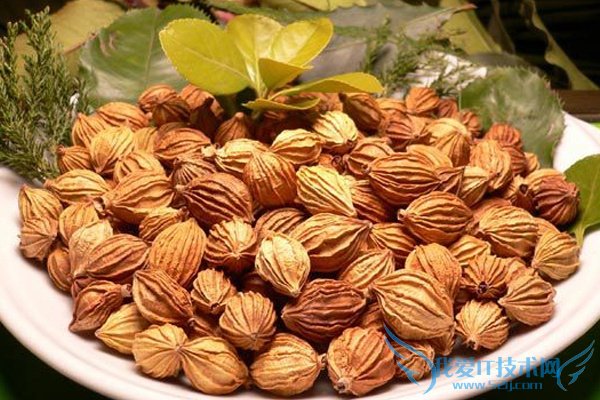 ɰÈʵĹ¦Ð§Óë×÷Óü°Ê³Ó÷½·¨