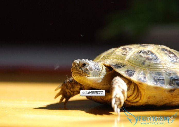 巴西龟冬天怎么养?不看小心把龟养死了
