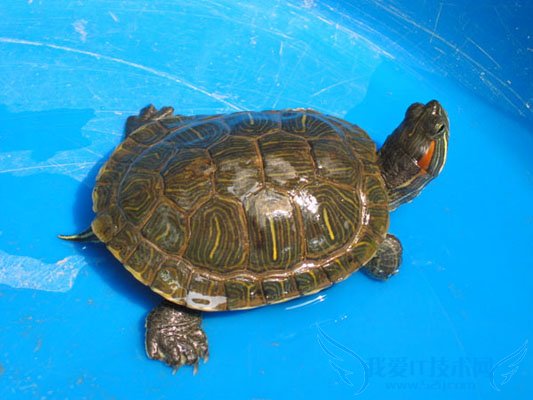 巴西龟冬天怎么养?不看小心把龟养死了