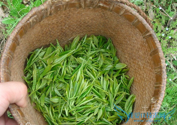 信阳毛尖属于什么茶 信阳毛尖属于什么茶