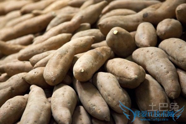 白薯的功效与作用