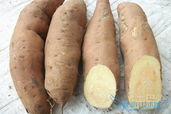 白薯的功效与作用
