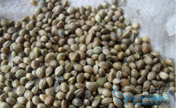 火麻子怎么吃 火麻子怎么吃