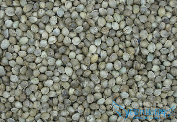 火麻子怎么吃 火麻子怎么吃