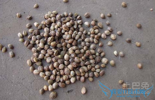 火麻子怎么吃 火麻子怎么吃