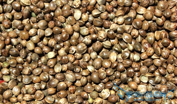 火麻子怎么吃 火麻子怎么吃