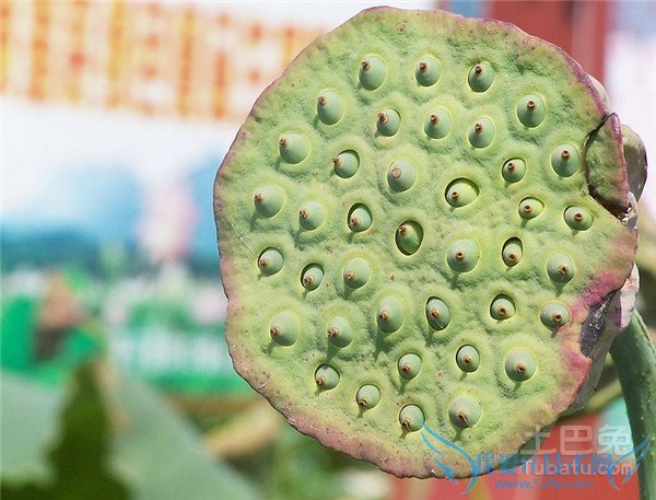 莲心的作用 莲心的作用