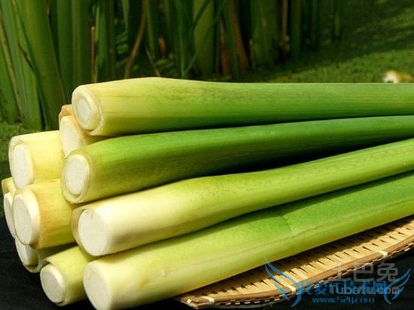 茭白种植技术