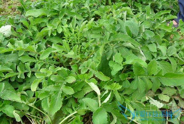 川断图片 川断图片