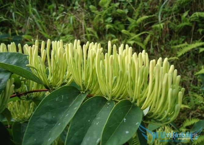 山银花与金银花的区别 细数四大区别