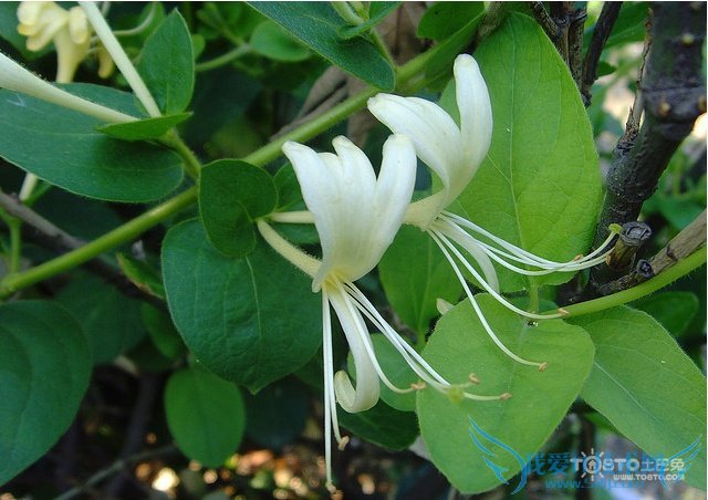 山银花与金银花的区别 细数四大区别