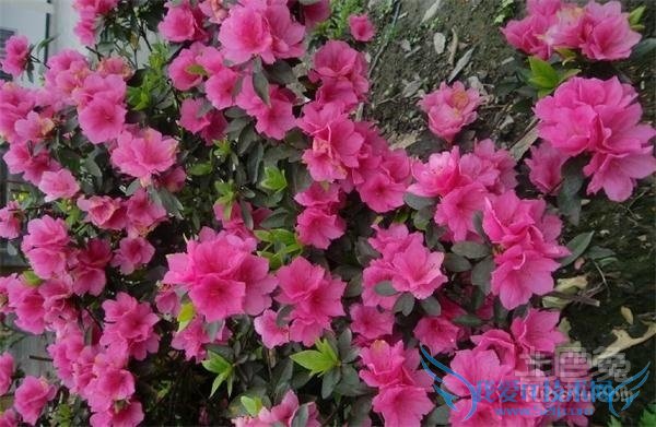 西洋鹃花语 西洋鹃花语