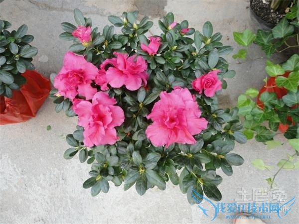 西洋鹃花语 西洋鹃花语