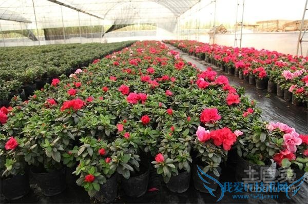 西洋鹃花语 西洋鹃花语