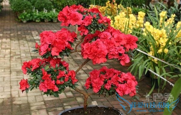 西洋鹃花语 西洋鹃花语