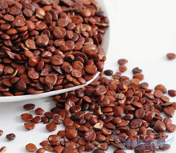 酸枣仁图片 酸枣仁图片