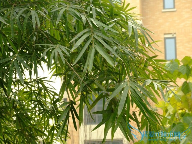 竹叶的功效与作用及禁忌