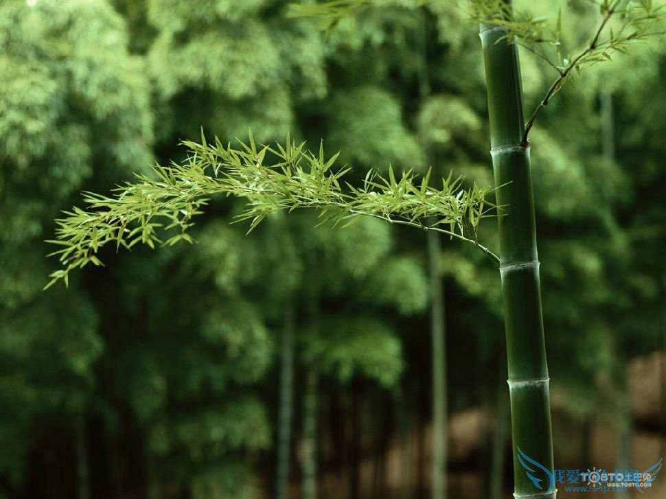 竹叶的功效与作用及禁忌