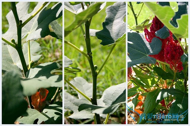 无花果的功效与作用 无花果食谱