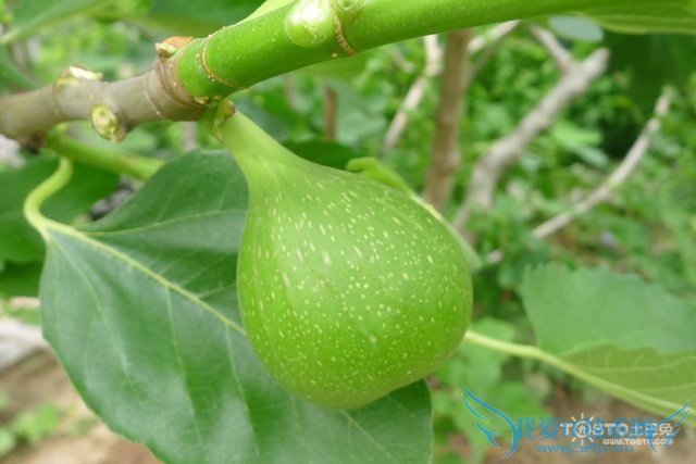 无花果的功效与作用 无花果食谱