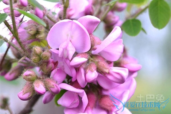 紫藤树价格 紫藤树价格