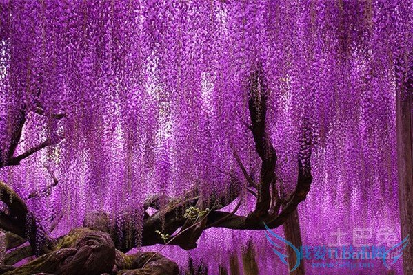 紫藤树价格 紫藤树价格