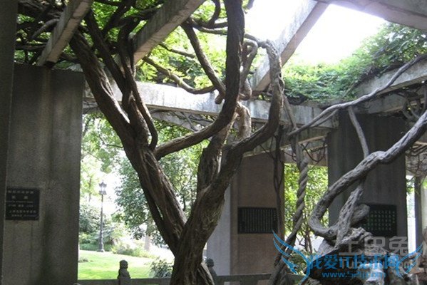 紫藤树价格 紫藤树价格