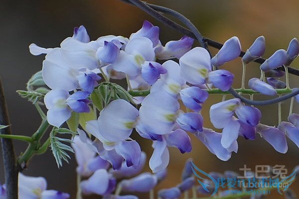 紫藤树价格 紫藤树价格