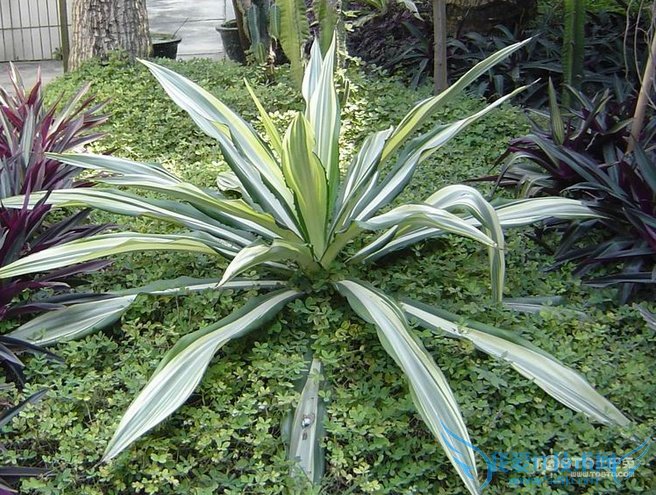 金边龙舌兰 金边龙舌兰