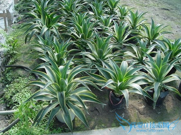 金边龙舌兰 金边龙舌兰