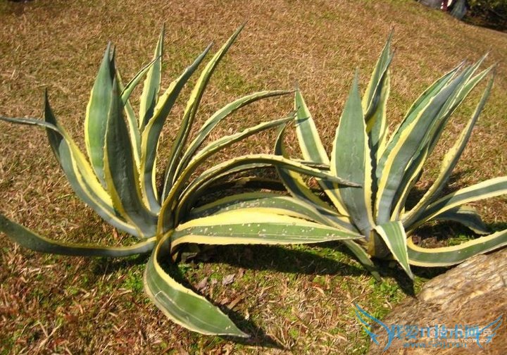 金边龙舌兰 金边龙舌兰