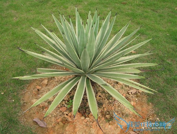 金边龙舌兰 金边龙舌兰