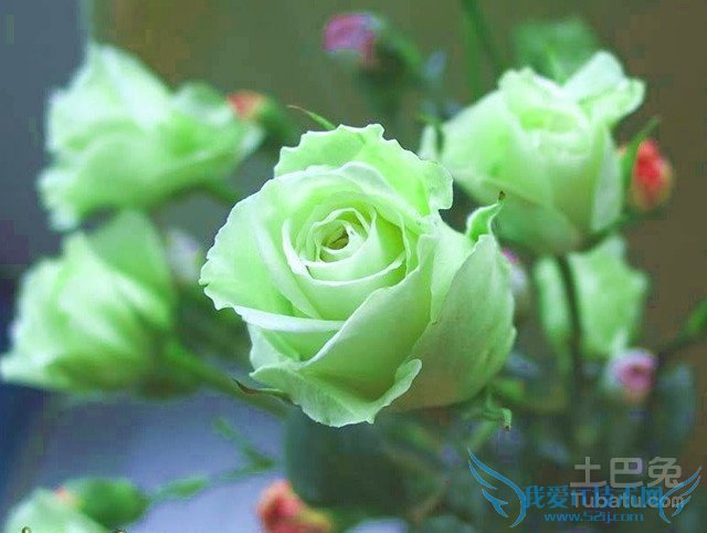 绿玫瑰的花语