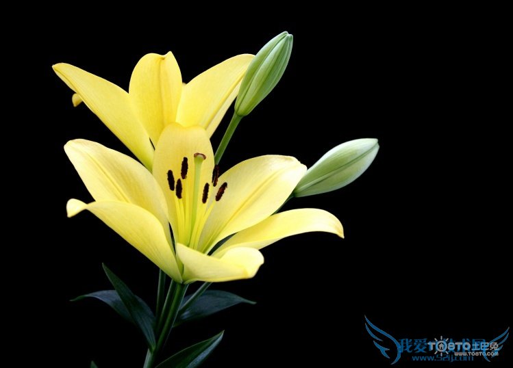 Ͱٺϻʲô ٺϻȫͼƬ