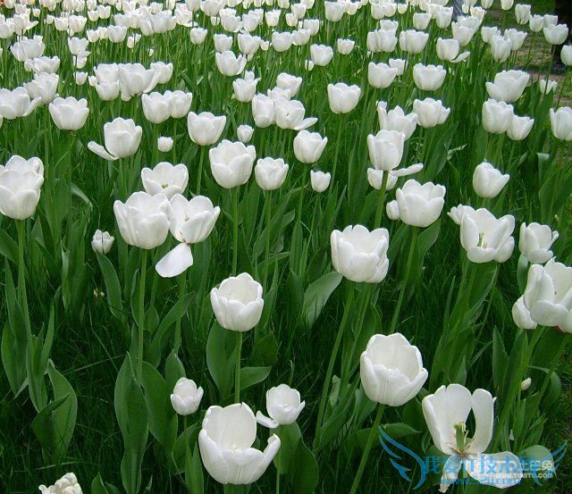 Ͱٺϻʲô ٺϻȫͼƬ