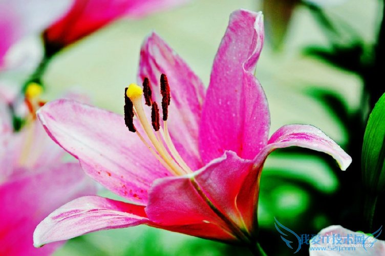 Ͱٺϻʲô ٺϻȫͼƬ