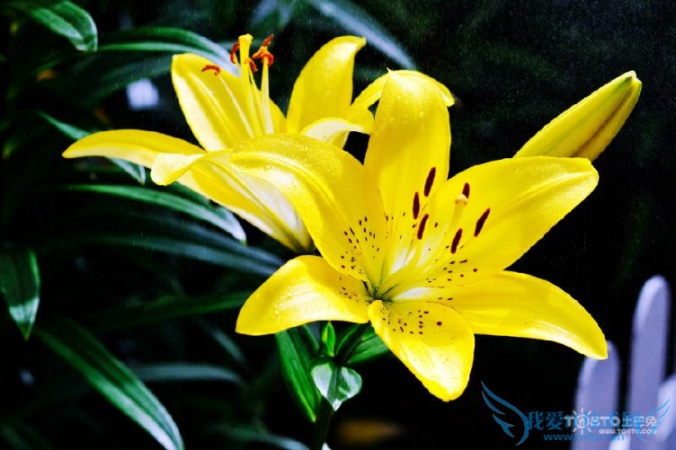 Ͱٺϻʲô ٺϻȫͼƬ