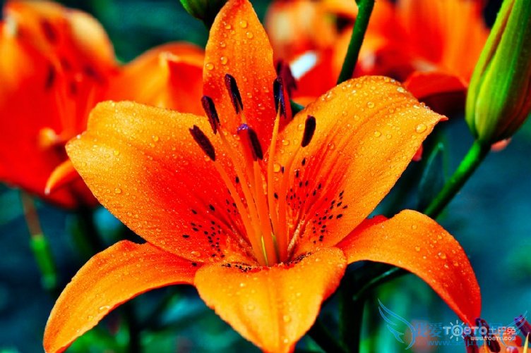 Ͱٺϻʲô ٺϻȫͼƬ