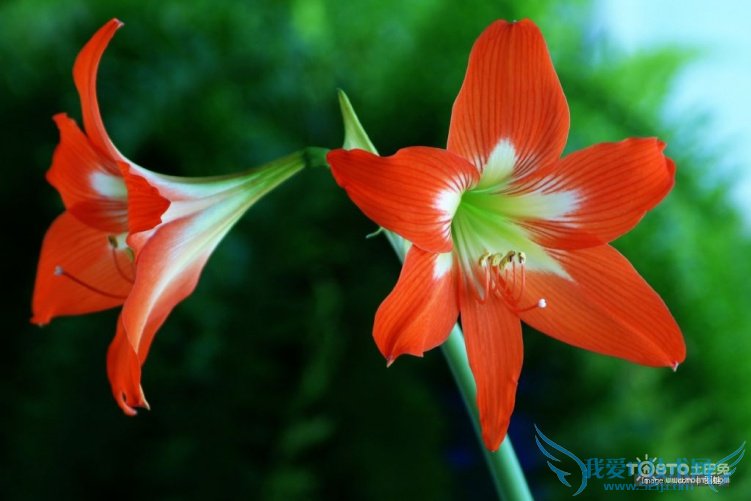 Ͱٺϻʲô ٺϻȫͼƬ