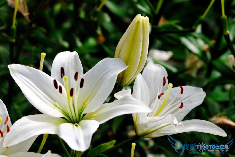 Ͱٺϻʲô ٺϻȫͼƬ