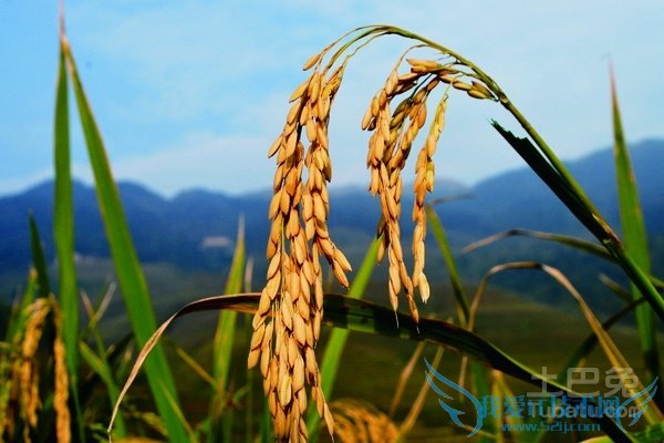 稻谷图片