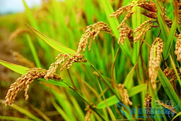 稻谷图片