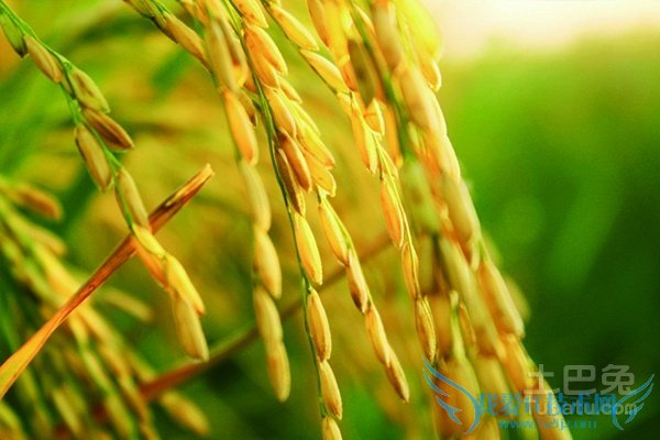稻谷图片