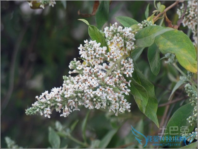 密蒙花花语 密蒙花花语
