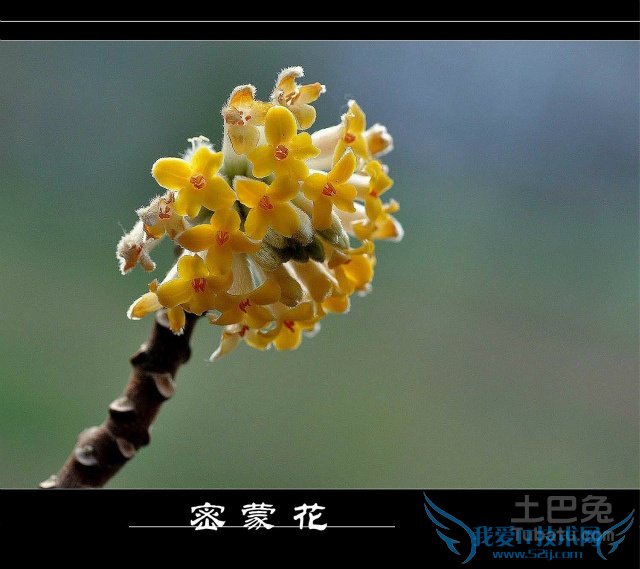 密蒙花花语 密蒙花花语