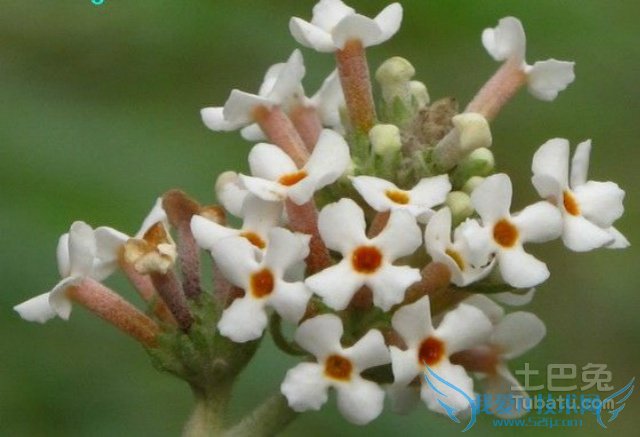 密蒙花花语 密蒙花花语