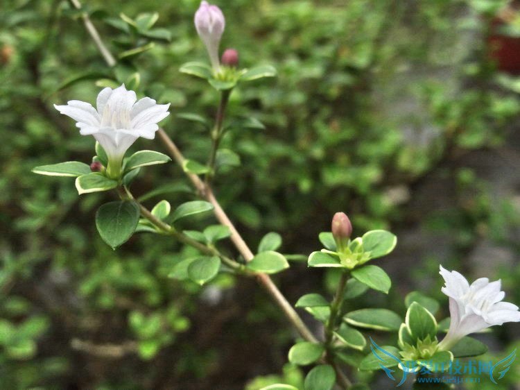 金边六月雪的养殖方法和注意事项(养护必看!)