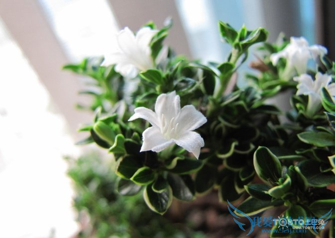 金边六月雪的养殖方法和注意事项(养护必看!)