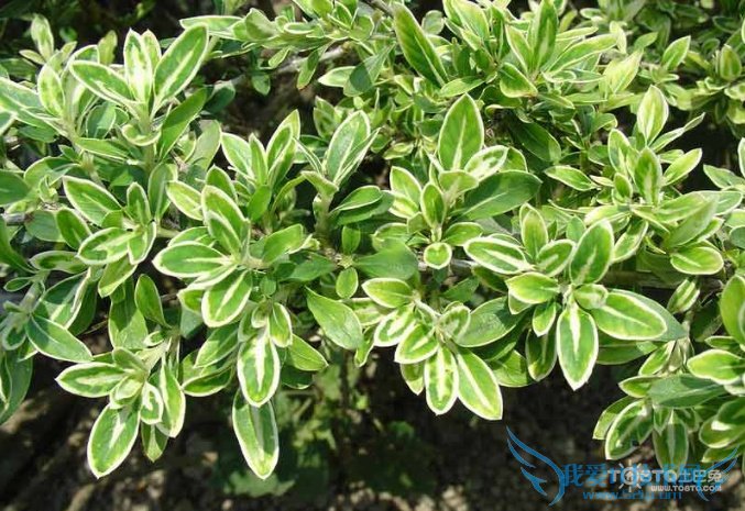 金边六月雪的养殖方法和注意事项(养护必看!)